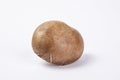 Closeup shot of a single shiitake mushroom isolated  white background Royalty Free Stock Photo