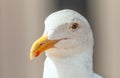 Closeup shot of a single western gull portrait in the blurred background.