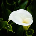 Closeup shot of a single white Calla flower Royalty Free Stock Photo