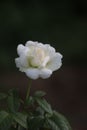 Closeup shot of a single white rose with a cluster of green leaves surrounding it.