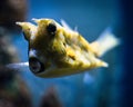 Closeup shot of a single yellow Longhorn cowfish in the blue water. Royalty Free Stock Photo