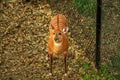 Closeup shot of a Sitatunga antelope at the zoo Royalty Free Stock Photo