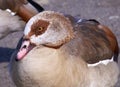 Closeup shot of a sitting brown seaduck Royalty Free Stock Photo