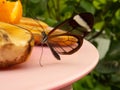 Closeup shot of a sitting butterfly Lesser Emperor on fruit