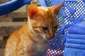 Closeup shot of sitting orange Brazilian shorthair cat