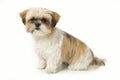 Closeup shot of a sitting three-colored Shih Tzu dog on a white background