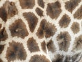 Closeup shot of the skin patterns of giraffe in Namibia, Africa Royalty Free Stock Photo