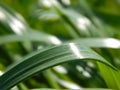 Closeup shot of a sleek green grass blade on a field