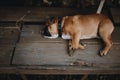 Closeup shot of a sleeping dog on a wooden floor Royalty Free Stock Photo