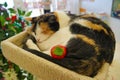 Closeup shot of a sleeping domestic cat