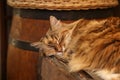 Closeup shot of a sleeping domestic long-haired cat with golden fur