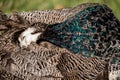 Closeup shot of a sleeping Indian peafowl on a sunny day with blur background