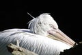 Closeup shot of a sleeping pelican Royalty Free Stock Photo