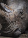 Closeup shot of a sleeping rhinoceros. Royalty Free Stock Photo