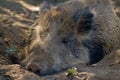 Closeup shot of a sleeping wild boar Royalty Free Stock Photo