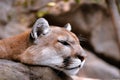 Closeup shot of a sleepy cougar, resting its head on a rock, during a sunny day