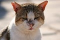 Closeup shot of a sleepy gray and white cat