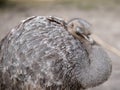 Closeup shot of a sleepy greater rhea