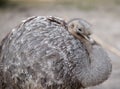 Closeup shot of a sleepy greater rhea