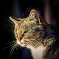 Closeup shot of a sleepy grey cat under the sunlight