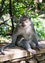 Closeup shot of a sleepy monkey sitting on a ledge in a park on a sunny day