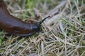 Closeup shot of a slimy slug in the garden Royalty Free Stock Photo