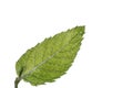 Closeup shot of a slippery elm plant isolated on a white background Royalty Free Stock Photo