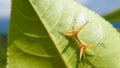 Closeup shot of a slug moth (Limacodidae) on a green leaf Royalty Free Stock Photo