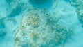 Closeup shot of small barnacles swimming underwater