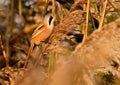 Closeup shot of a small bearded tit bird in the early morning light