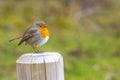 Closeup shot of a small beautiful European robin bird Royalty Free Stock Photo