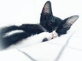 Closeup shot of a small black cute kitten sleeping on a white blanket with a white background Royalty Free Stock Photo