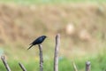 Closeup shot of a small black drongo bird perched on a fence made of tree branches in the daylight Royalty Free Stock Photo