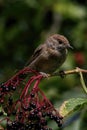 Closeup shot of a small Blackcap Female on a branch Royalty Free Stock Photo