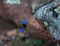 Closeup shot of a small blue wildflower next to a rock with blurred background