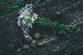 Closeup shot of a small bouquet of wild daisies on a wooden bench Royalty Free Stock Photo