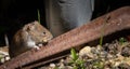 A closeup shot of a small field vole scurrying around in a garden