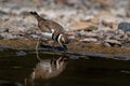 Closeup shot of a small brown killdeer bird drinking from a lake Royalty Free Stock Photo