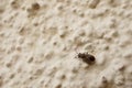 Closeup shot of a small bug on a beige grainy surface Royalty Free Stock Photo