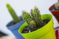 Closeup shot of small cactuses in a green pot