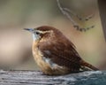 Closeup shot of a small Carolina Wren (Thryothorus ludovicianus) resting on the blurred background Royalty Free Stock Photo
