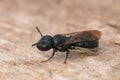 Closeup shot of a small carpenter bee on wood Royalty Free Stock Photo