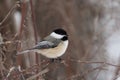 Closeup shot of a small chickadee bird perched on a branch