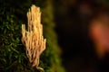 Closeup shot of the small Clavariaceae fungus on the mossy surface on the blurred background Royalty Free Stock Photo