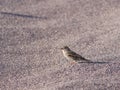 A closeup shot of a small common sparrow bird on a sandy desert