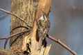 Closeup shot of a small common treecreeper bird perched on a branch Royalty Free Stock Photo