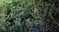 Closeup shot of a small crab crawling in a swamp