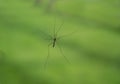 Closeup shot of a small crane fly with long legs in a blurred green background