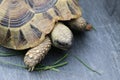 Closeup shot of a small cute tortoise