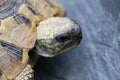 Closeup shot of a small cute tortoise